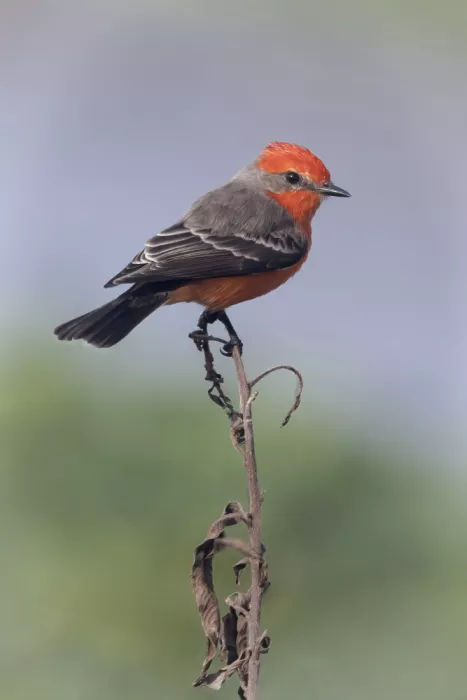 Lester, D Linda: Vermillion Flycatcher