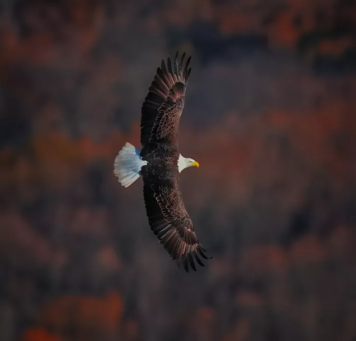 Wang, Catherine: Weißkopfseeadler
