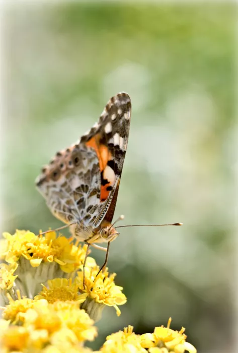 Dan, Udrea: Butterfly