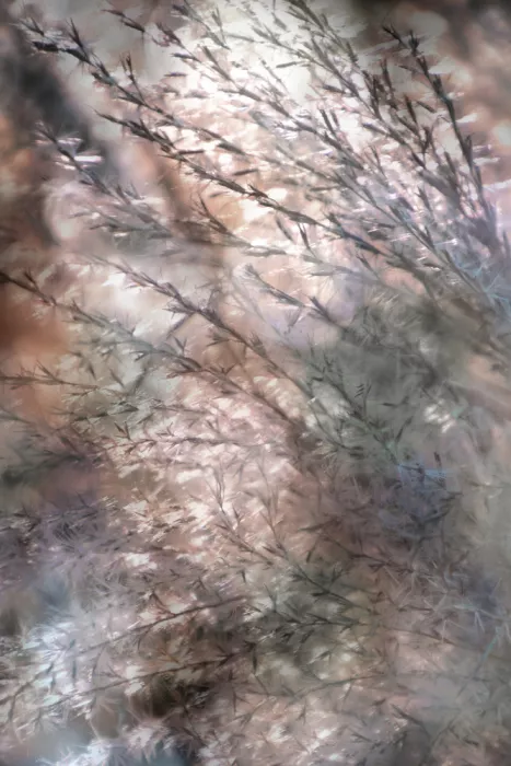 Sillen, Christina: Soft Grass