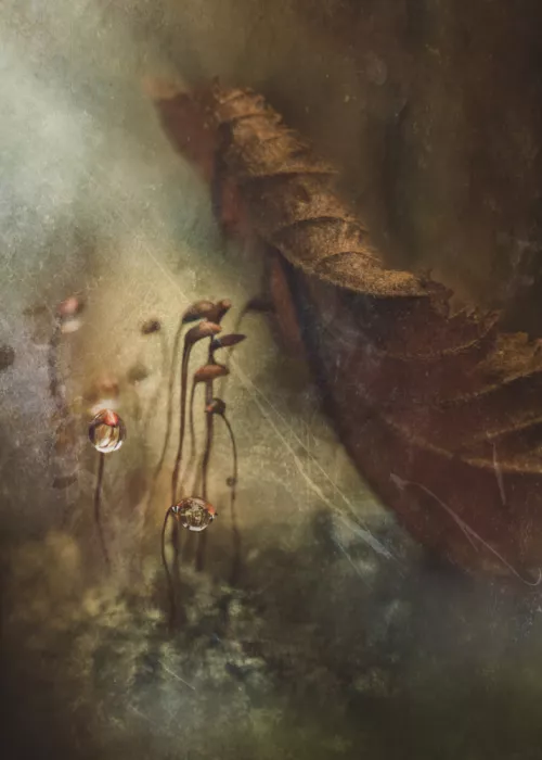 Zvinakeviciute, Kristina: Deep autumn