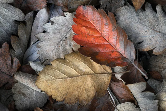 Lennartsson, Johan: Autumn leafs