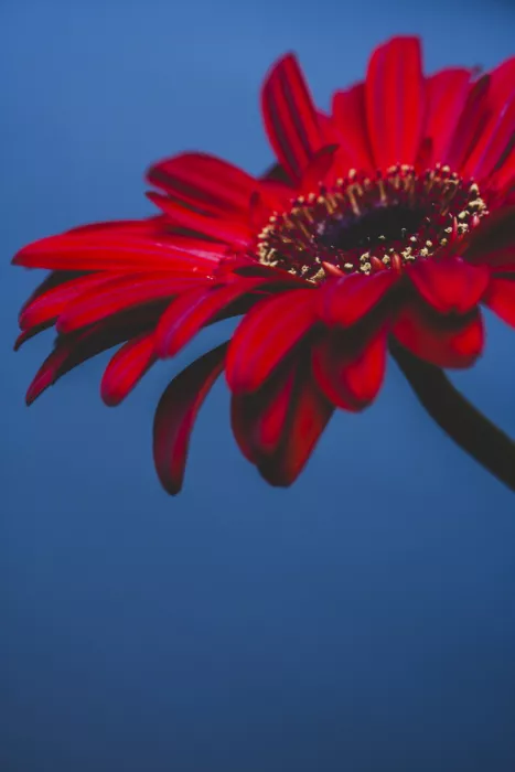 akyurt, engin: Fiore rosso
