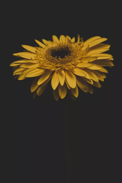 akyurt, engin: Fiore giallo