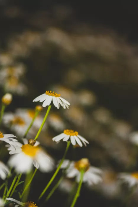 akyurt, engin: Bellissime Margherite