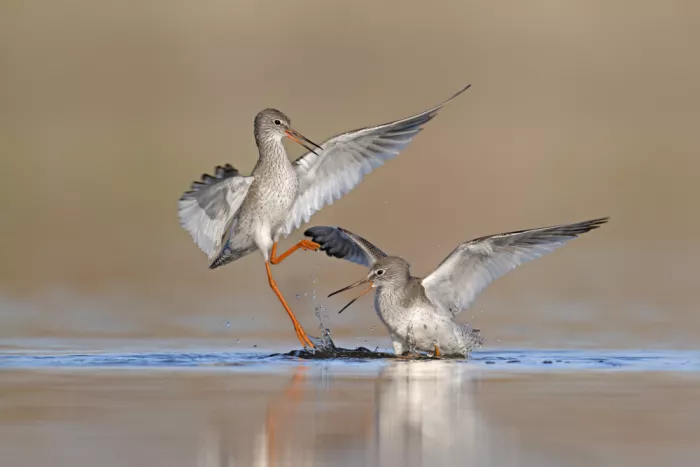 levi, nissim: Common Redshank