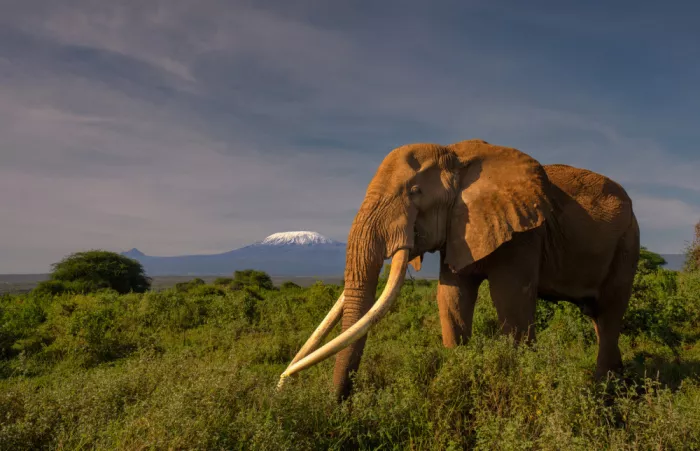 LI, MIN: Super Tusker e Kiliman