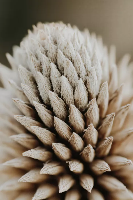 Treechild: Géométrie de la nature