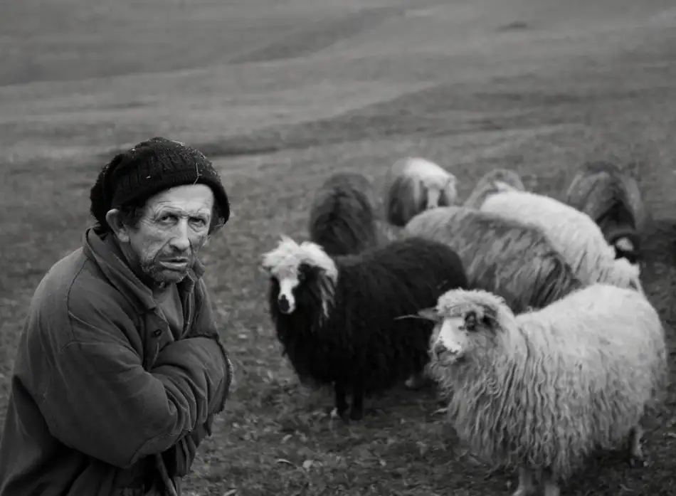 Turcu, Mihnea: Shepherd with his sheep
