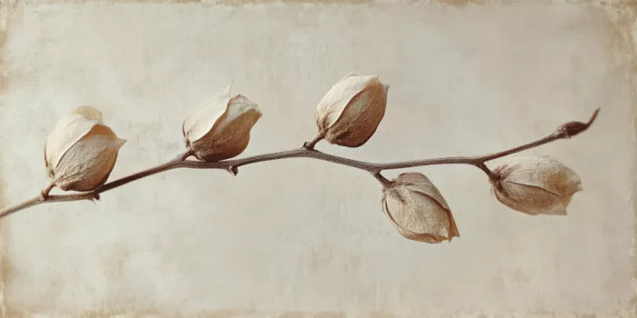 Treechild: Eleganza sbiadita