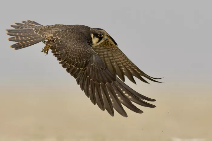 Sikand, Puneet: Hobby