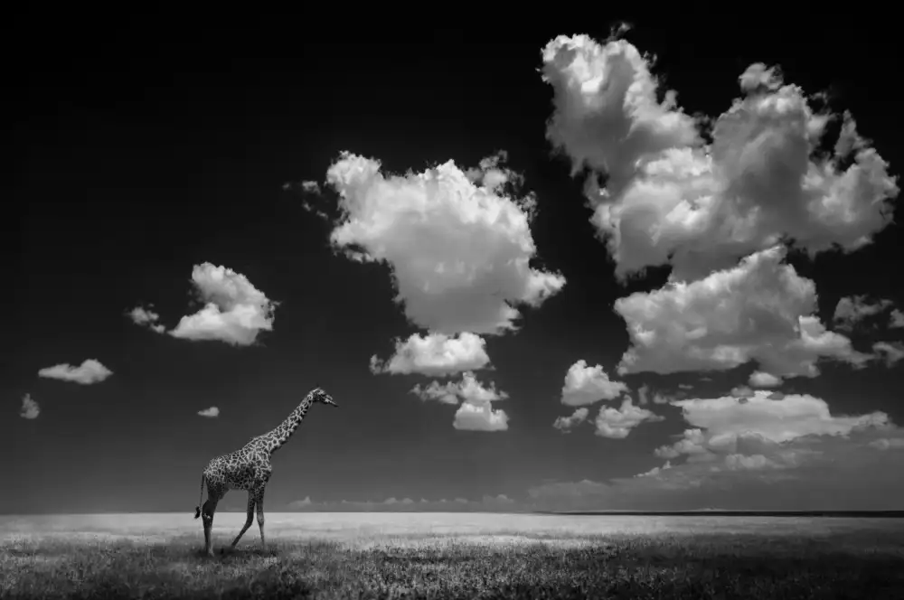 Panizza, Ghizzi Alberto: Gone with the Clouds