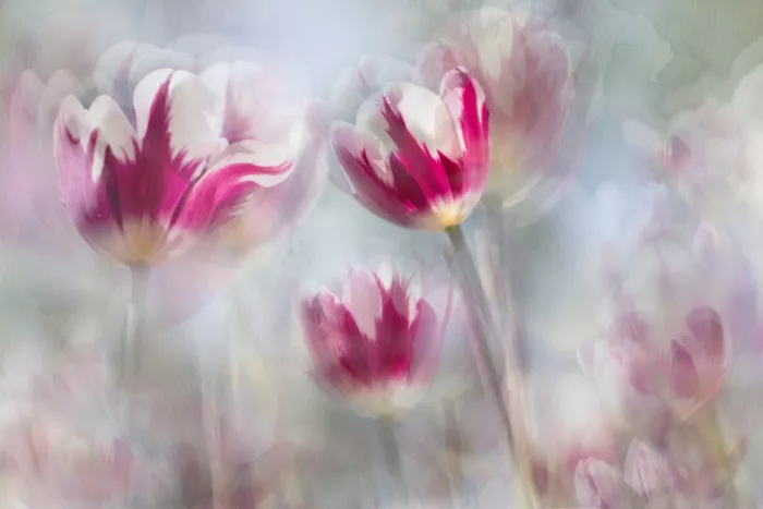 Kopcev, Igor: Spring mirages...