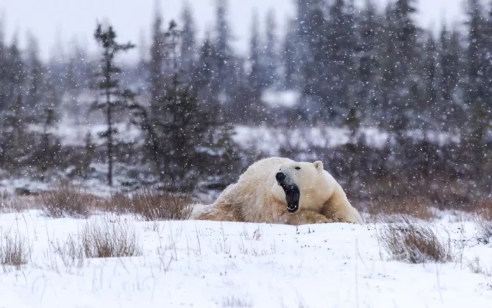 Kong, Chris: Yawning Polar Bear