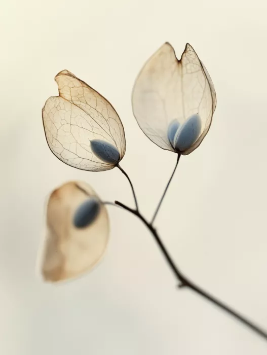 Treechild: Ätherische Blüten