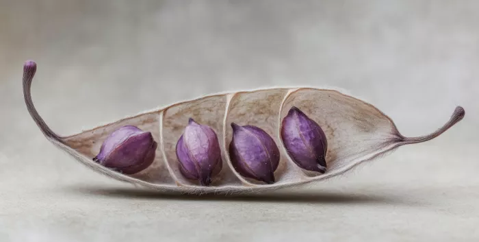 Treechild: Harmonie der violetten Schoten