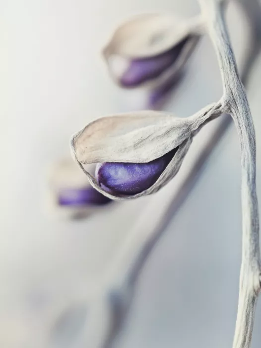 Treechild: Ätherische Blüten