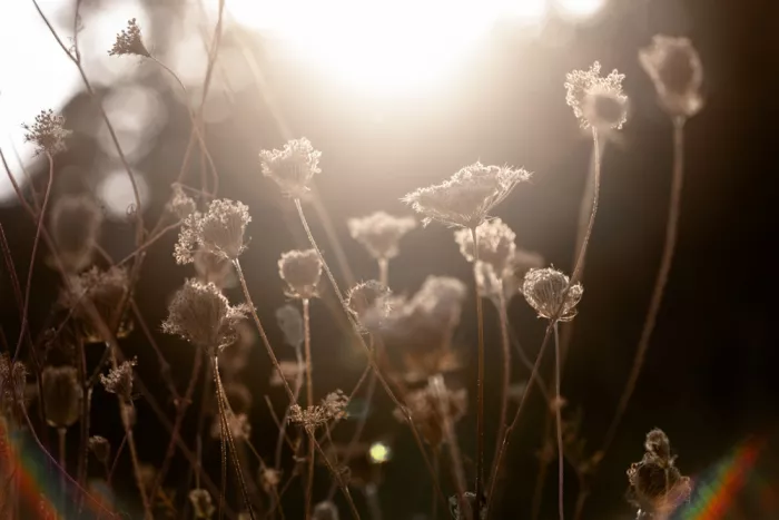 Böhmer, Mareike: Luce invernale calda 3