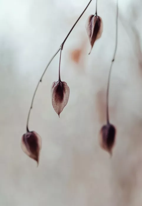 Treechild: Jemná ticho