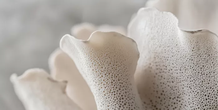 Treechild: Pétales de porcelaine