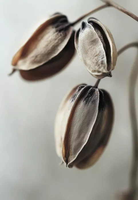 Treechild: Eleganza appassita