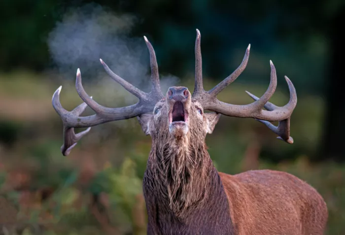 fotorax, Jevric Radojica: Lord of the Forest