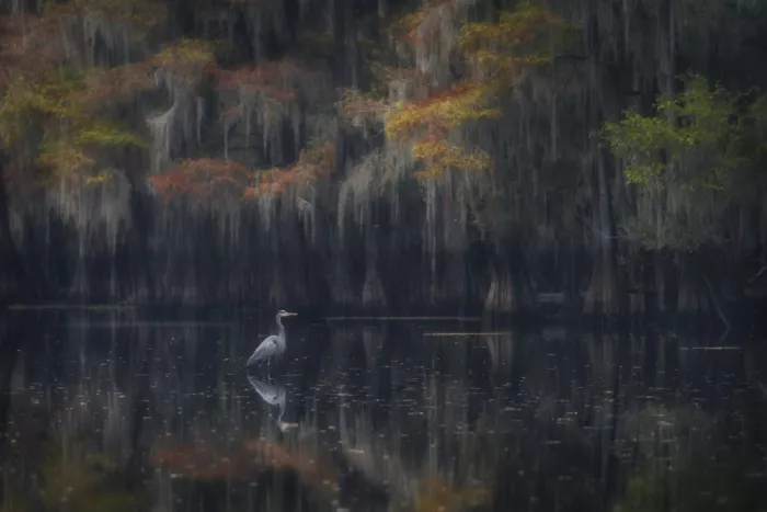 Marchegiani, Roberto: Great Blue Heron