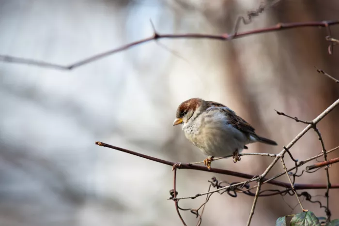 Ljubicic, Dusan: Sparrow