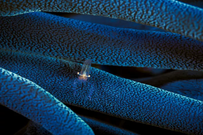Gabriel, Barathieu: Little anemon shrimp