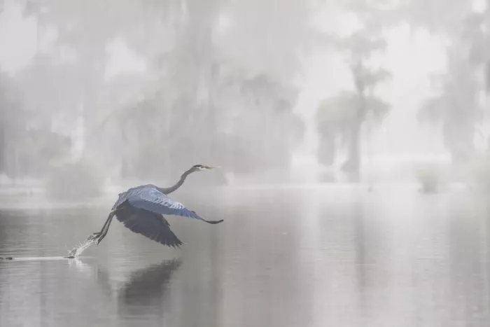 Marchegiani, Roberto: Great Blue Heron