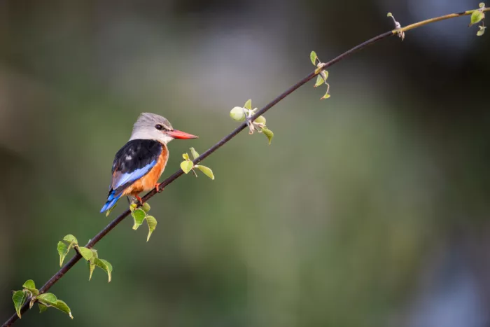 Felici, Massimo: On the twig