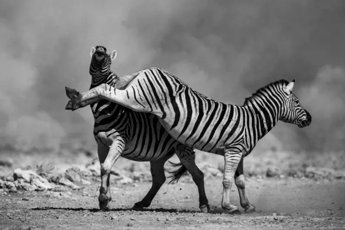 W, Joanna: African Zebras - 7