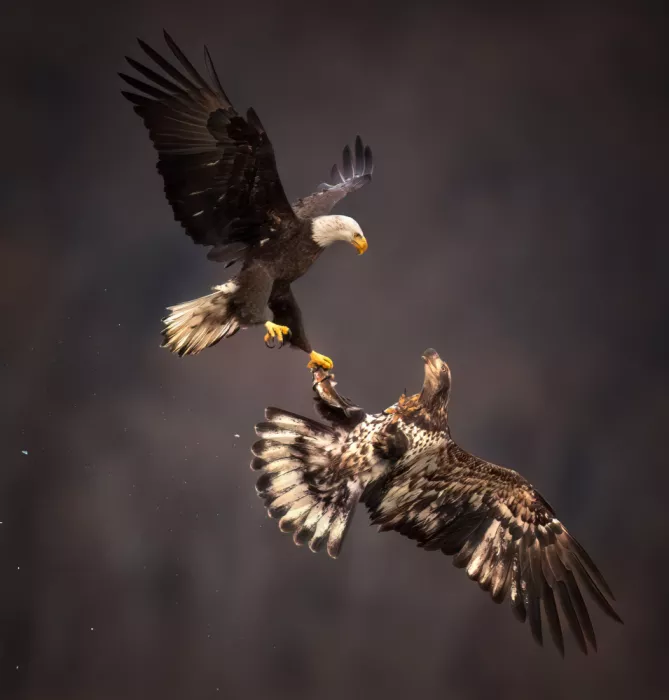 P., Ruiqing: Clash of Grace