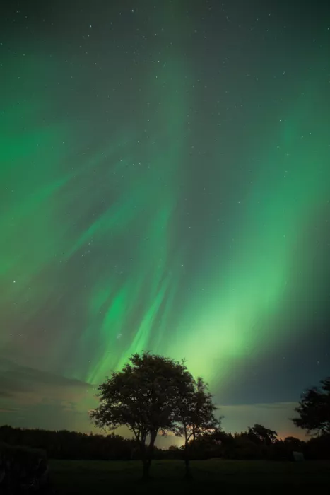 Johansen, Ivshin Michael: Aurora Lerup and lonely tree