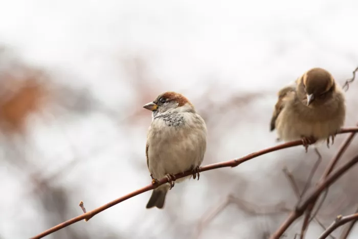Ljubicic, Dusan: Sparrow