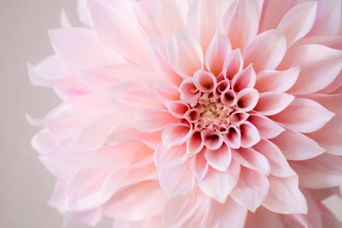 Collins, Lynn Crystal: dahlia