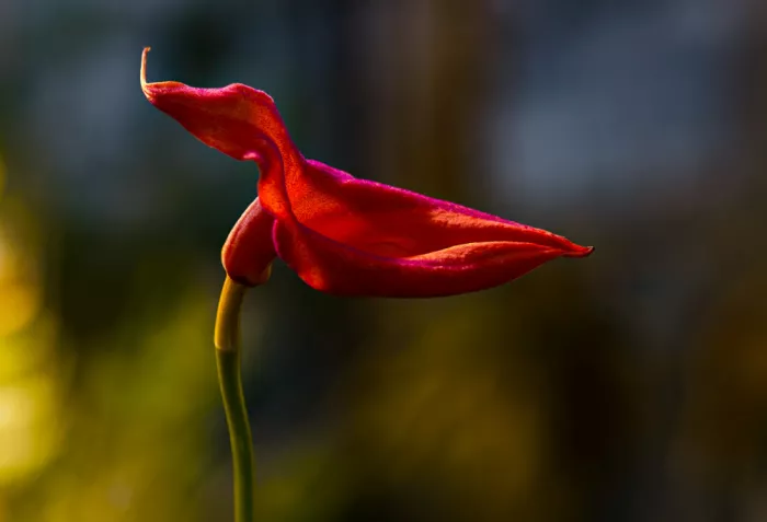 Holmström, Katarina: Red