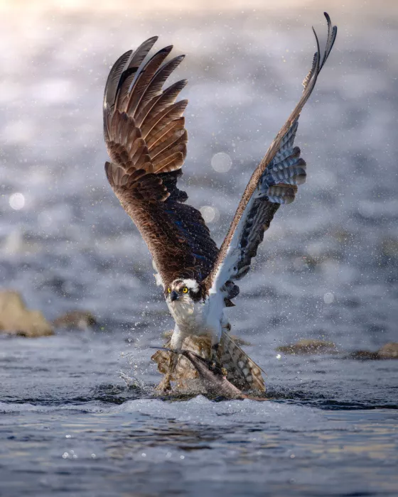 Chen, Johnny: Falco pescatore che caccia al tramonto