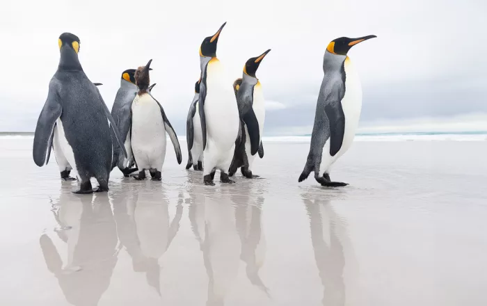 Raga, Gil Joan: King penguin group