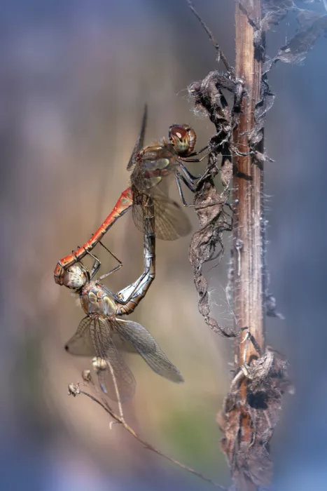 Daminelli, Fabrizio: Sympetrum striolatum - apareamiento