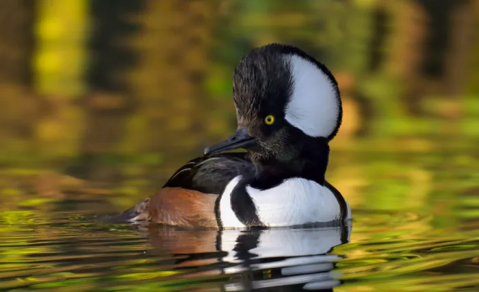 He, Mike: Hooded Merganser in Fall Color