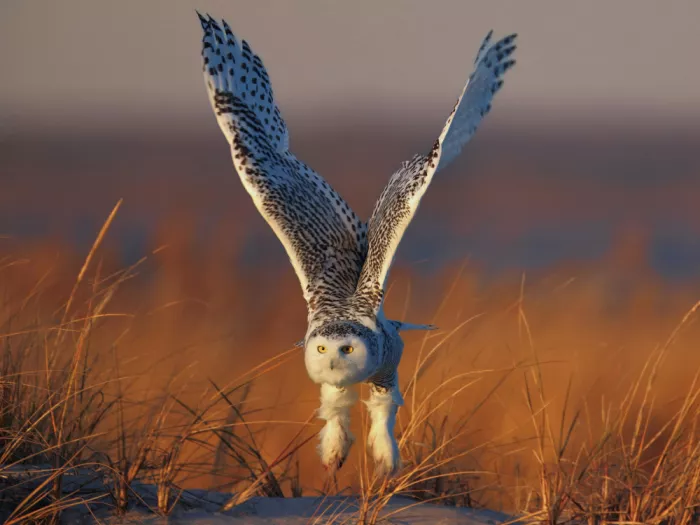 Lam, Gavin: Snowy Owl
