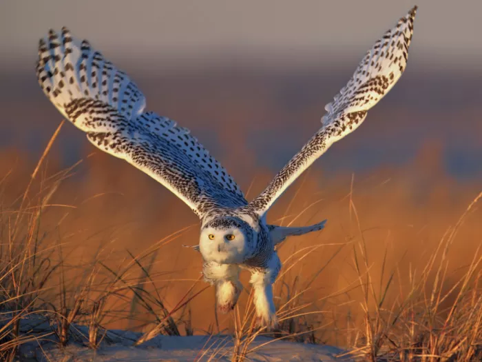 Lam, Gavin: Snowy Owl