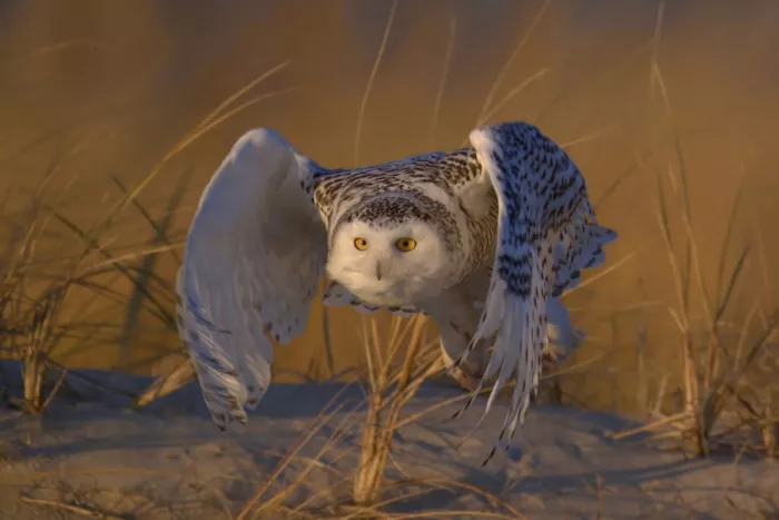 Lam, Gavin: Snowy Owl