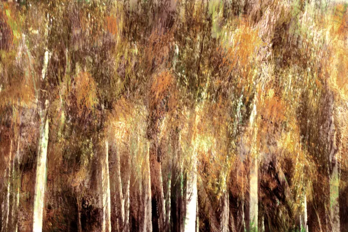 Sillen, Christina: Grove of Dreams