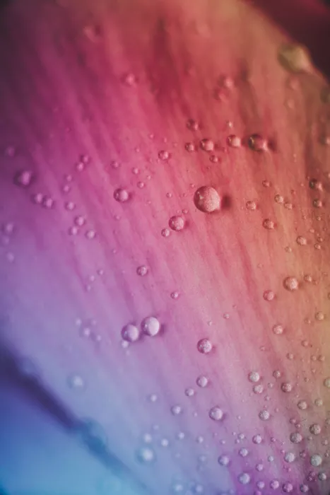 Pardina, Javier: Dewy Petal Dream