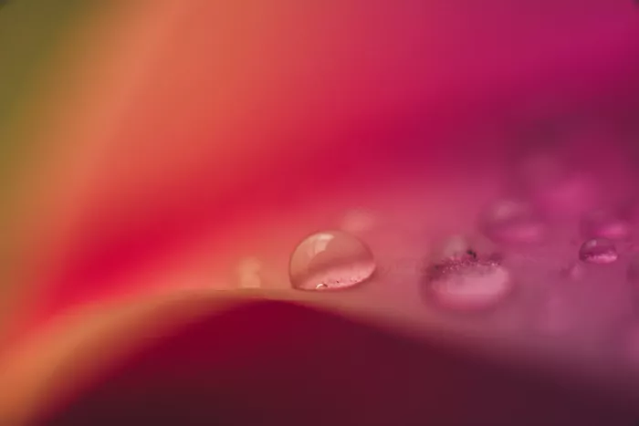 Pardina, Javier: Fleurs roses avec gouttes de rosée