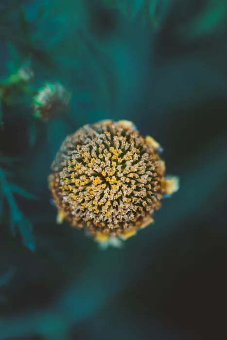 Pardina, Javier: Botanische Kunst