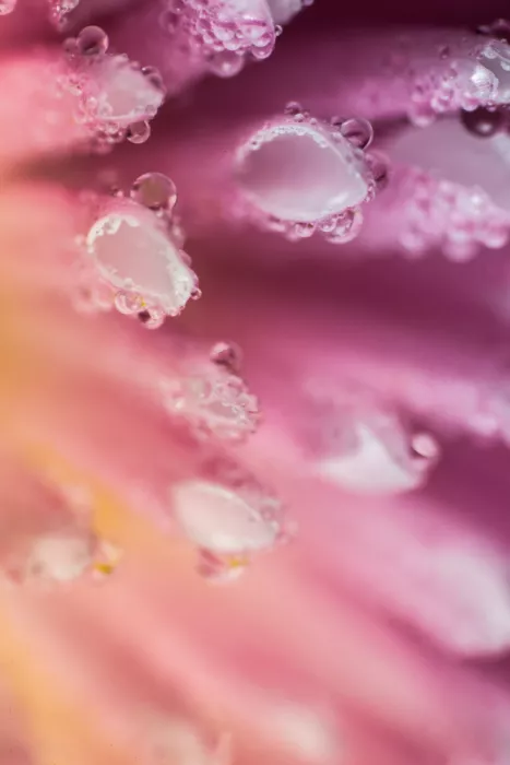 Pardina, Javier: Petal Waterdance
