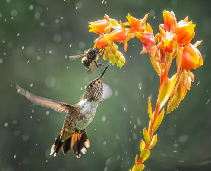 Su, Yuan: In the rain